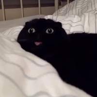 NekoManncer
