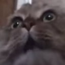 no_cat