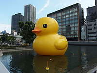 Duckyboi61