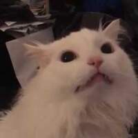 Convah