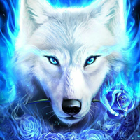wolf_midnight