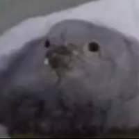 BigNibbaJose