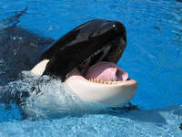 Toby the orca