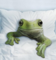 soap slug