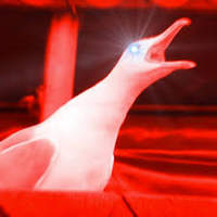 SavageTheSeagull