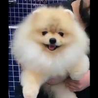 f8t