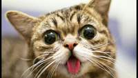 Kitty11296