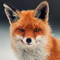 FoXXXtrot