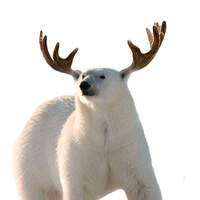 WoodAntler
