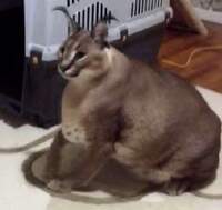 kekw