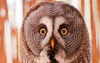 Owlymandias