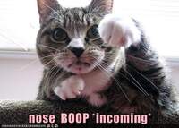 I boop your nose