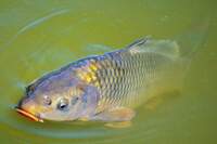 fish06