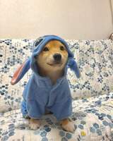 Puggsu