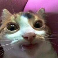 stav-
