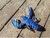 LobsterDude