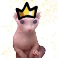 bingus