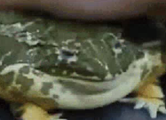 betpo