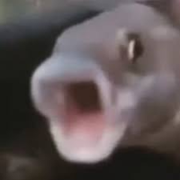 NemoXFish