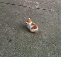 Hamstery