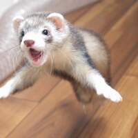 TheRealFerret