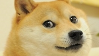 TopeDogeWOW