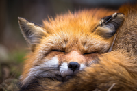 Finnfox