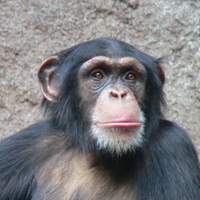 Chimpanzee_