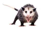 PartyOpossum