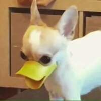 arandomduckdog