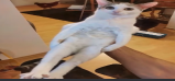 skydlol
