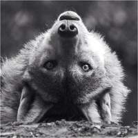 whitewolfie22