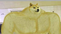 dogedemon