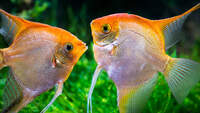 Angel Fish