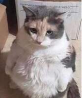 Hypnofridge