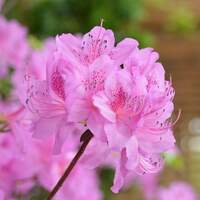 Azaleas