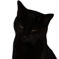 ZenovaX's Avatar