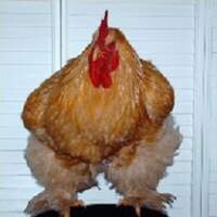 lord chiken