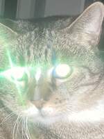 pazd