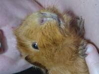 CavyMomma
