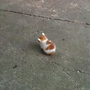 Hamsteru