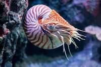 NautilusKiki