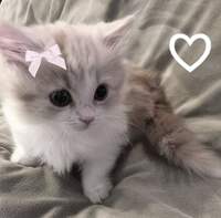 Mistyw