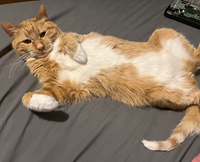 Catlover3141592