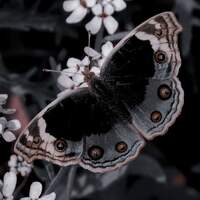 mothos