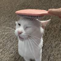 spnch