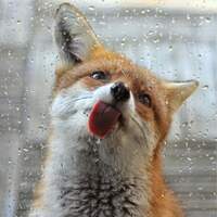 Kryota Fox