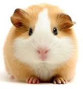AnotherGuineaPig
