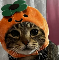 COZYCAT87