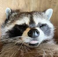 Raccoon.JPG